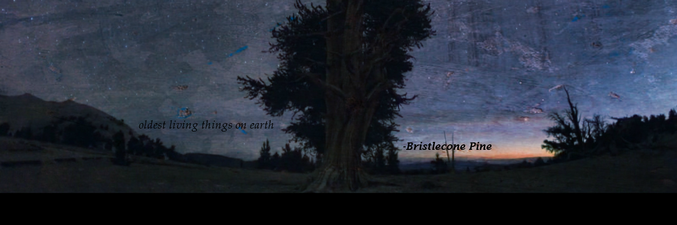 BAVISKARVIJAY's profile banner image