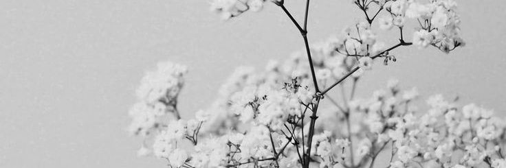 Cibelle 🎠 💐 banner