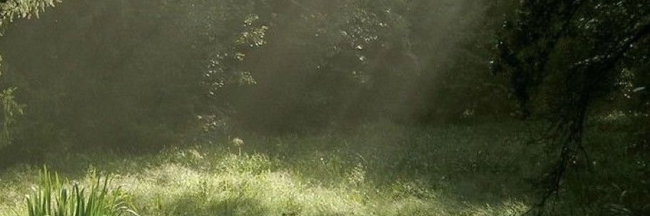 viiorexic's profile banner image
