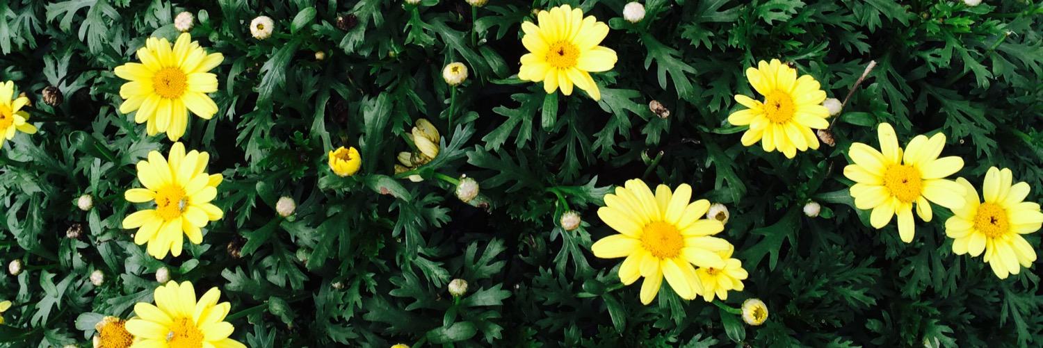 syscaaa's profile banner image