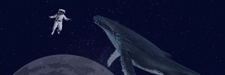 furrycurry06's profile banner image