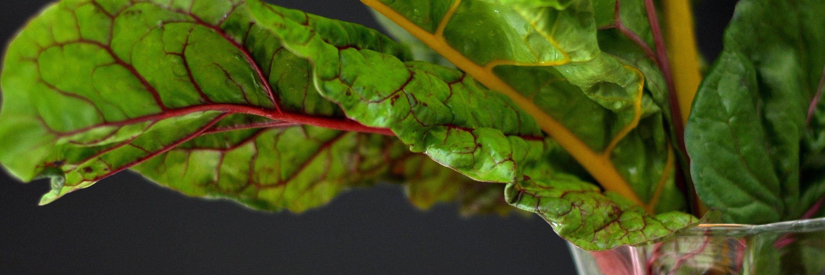 Anne Waters 🇨🇦 🌾 banner