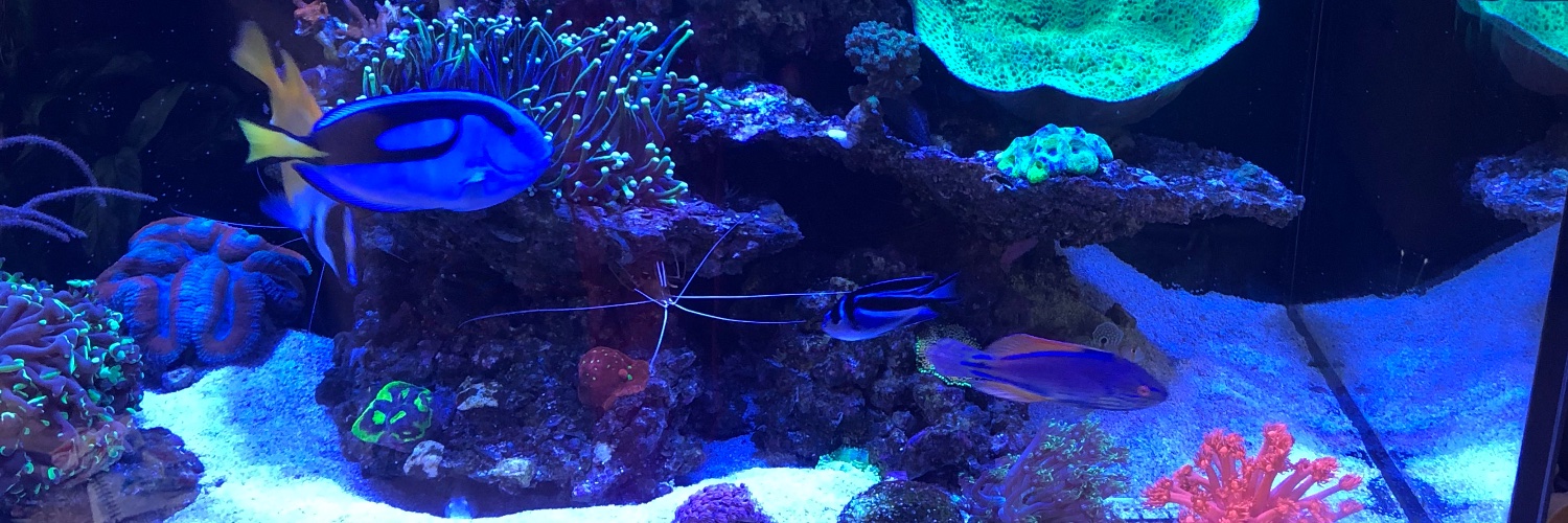 Professor Heather Allison banner