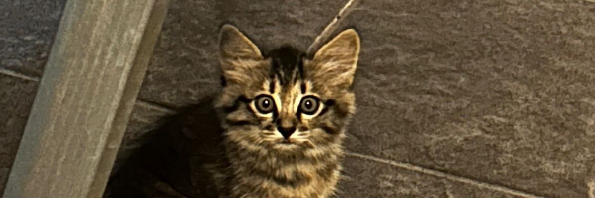 sonisphere 🕸 banner