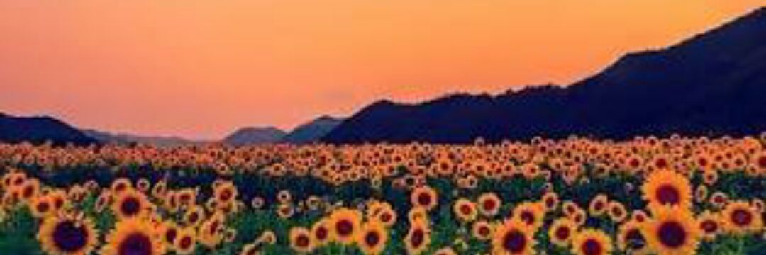 lifesmileeee's profile banner image