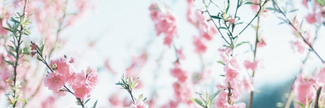 soyo_miko's profile banner image