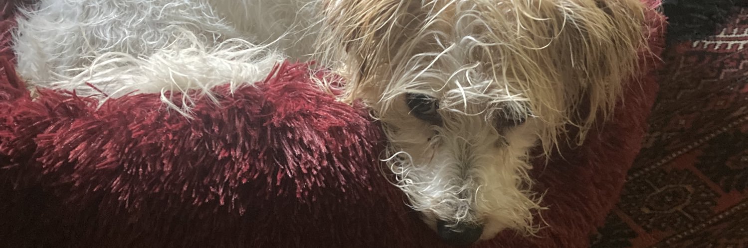 PossiblyAlien 👽🐶 banner