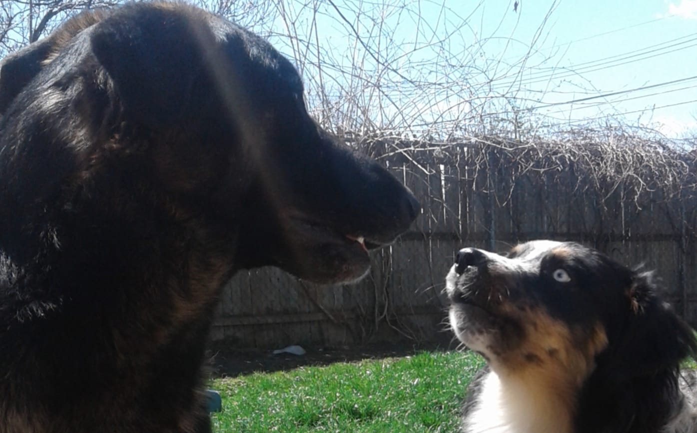 J_Pawz's profile banner image