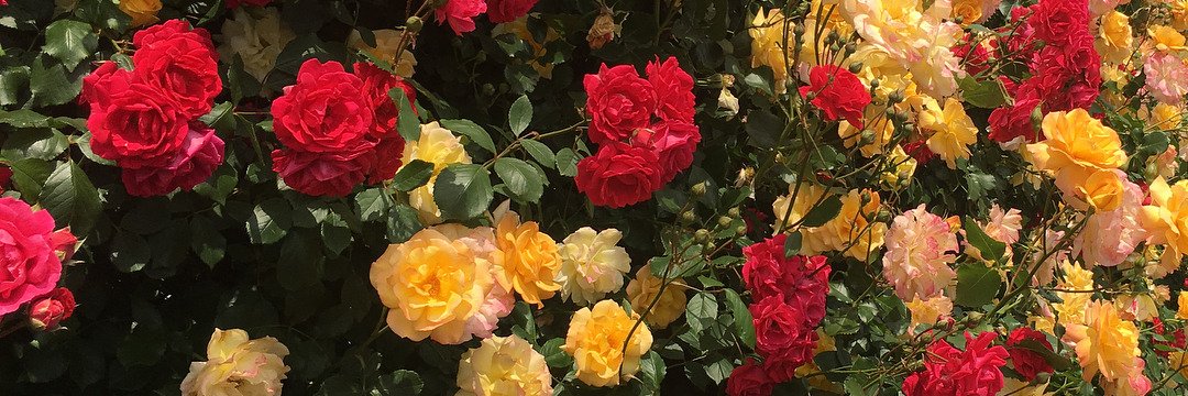 itsmaybemae's profile banner image