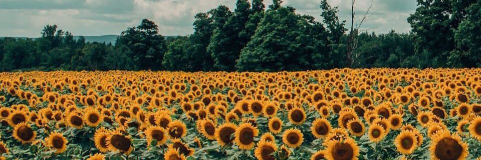 Aien_Mushy's profile banner image