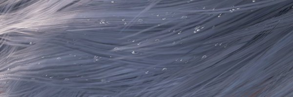 Daturacious Profile Banner