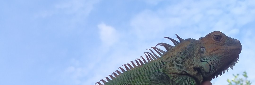 agunglanang4's profile banner image