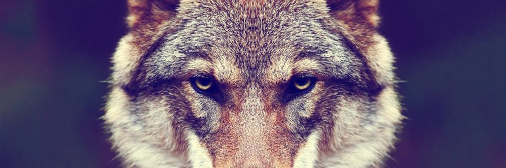TheSheWolf23's profile banner image