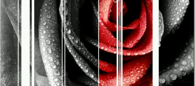 Maryam ✿ Rose banner