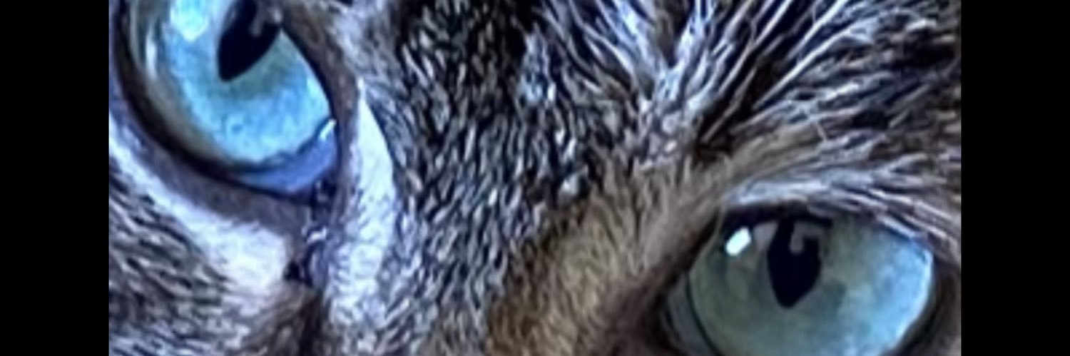 coopertail's profile banner image