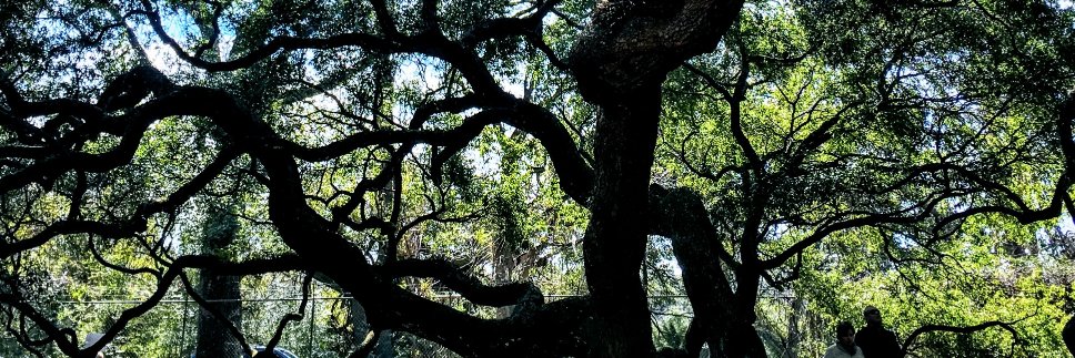 katepalms's profile banner image