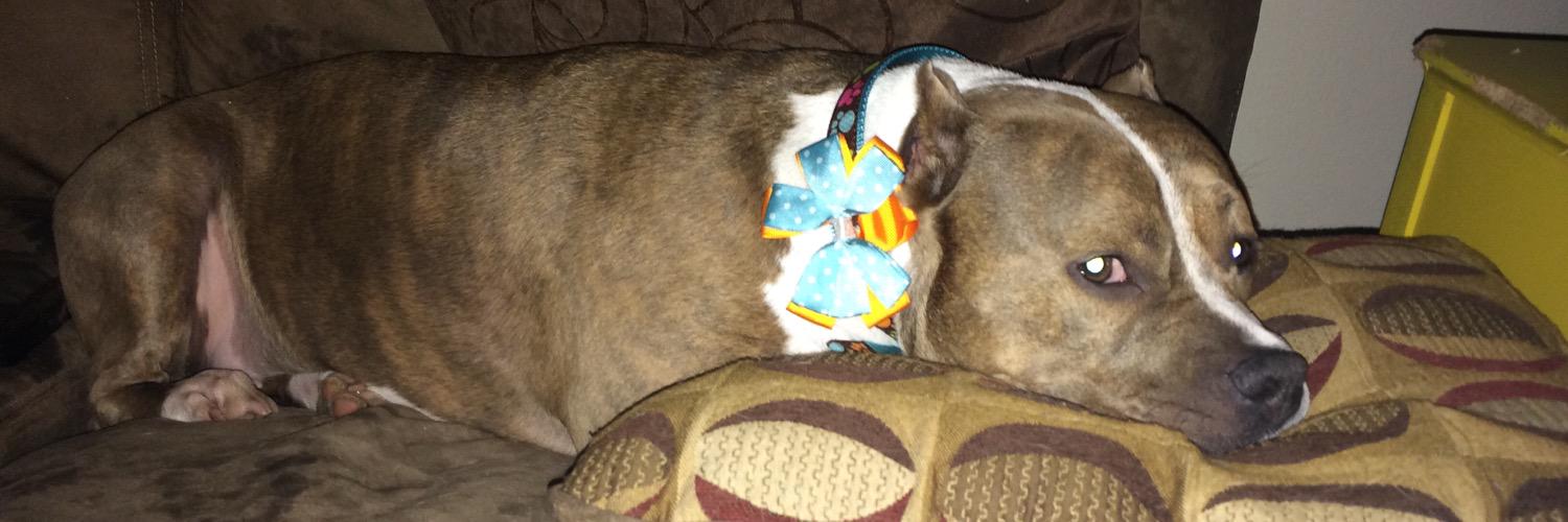 Chelsea Carlisle banner