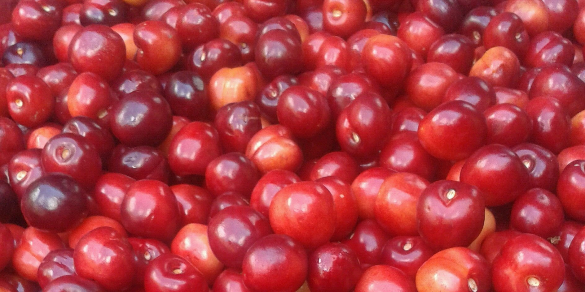VegFus's profile banner image