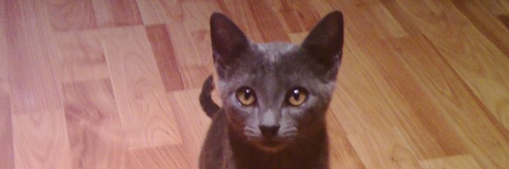 laura_baile's profile banner image