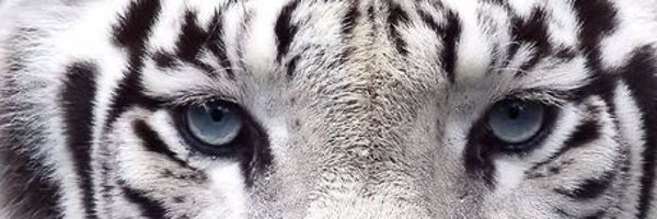 golde77n Profile Banner
