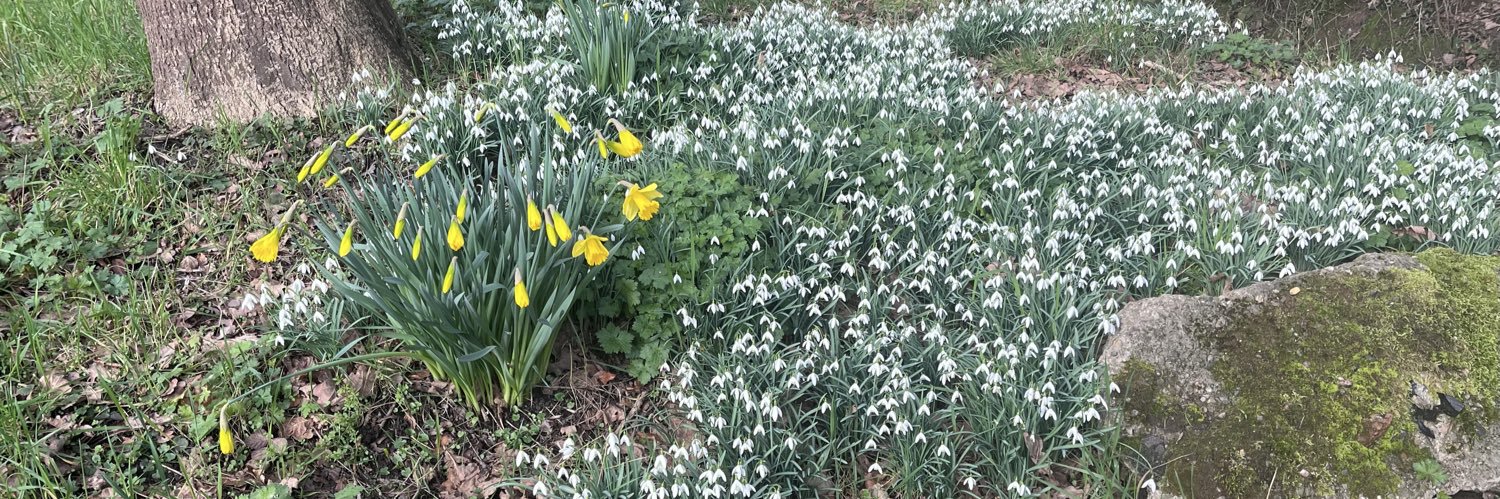 Jayne Innes 🌹 banner