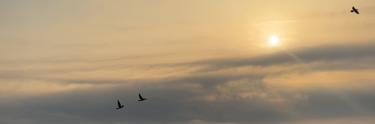 فاطمة محمد راصع banner