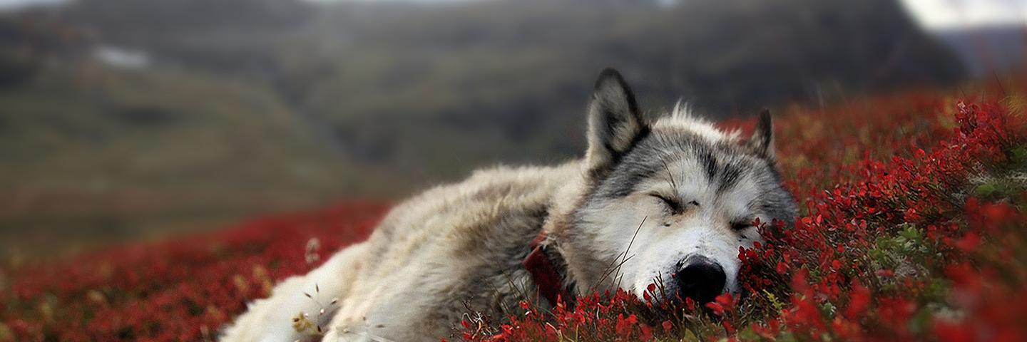 Waspyeh's profile banner image