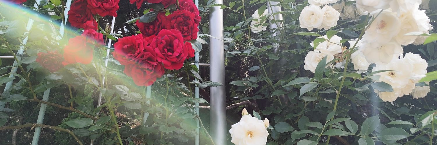 mina_leonlight's profile banner image