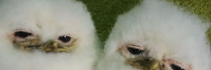 Taenia's profile banner image