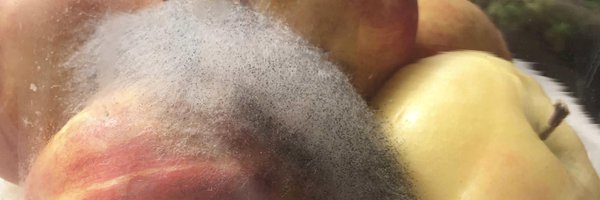 aspargillus Profile Banner