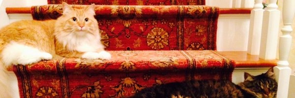 dlmcguinness Profile Banner