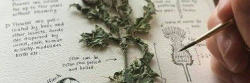 Our Adamic Race banner