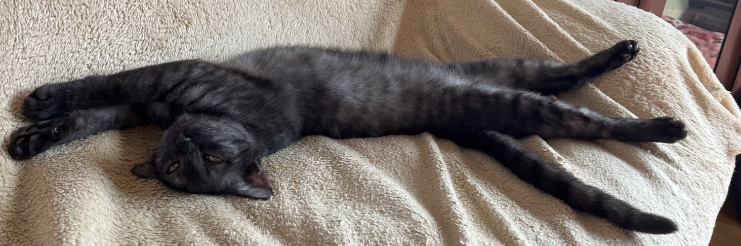 黒虎🐾猫日和's banner