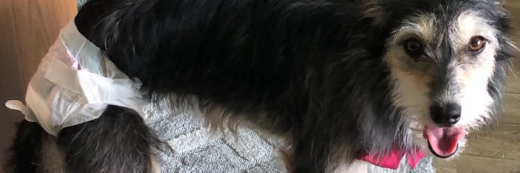 cariefalando's profile banner image