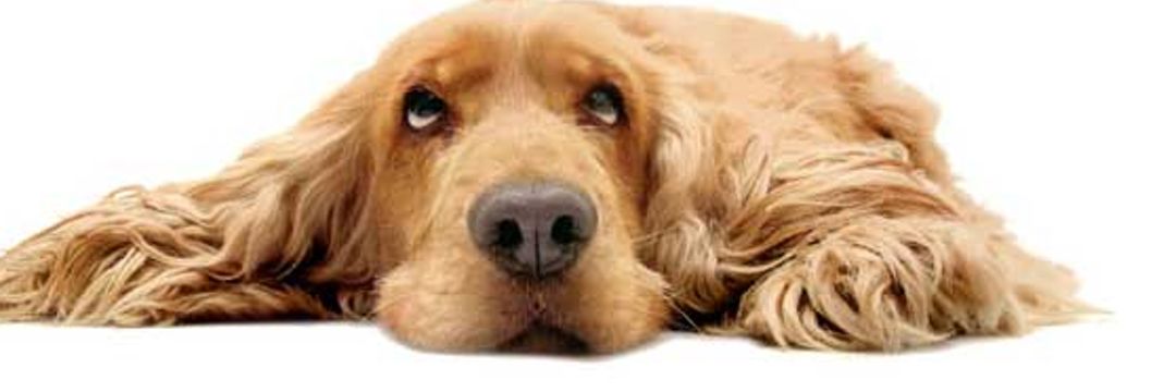 Stocca37 🤗🇮🇹🤗 banner