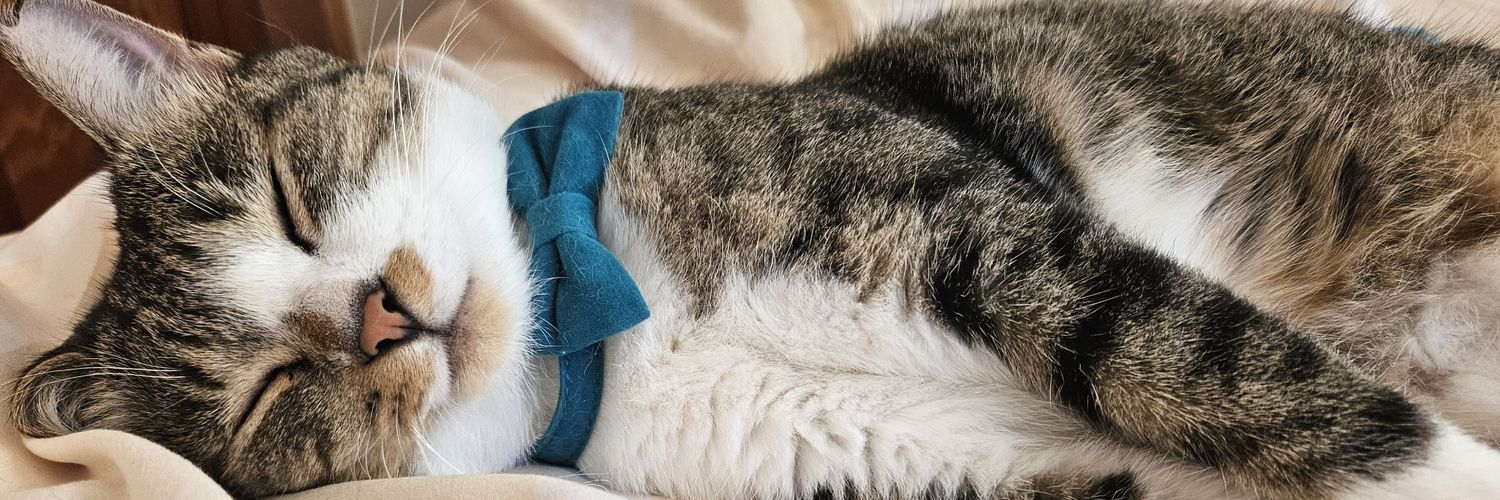 たんぽぽ組🤍 banner