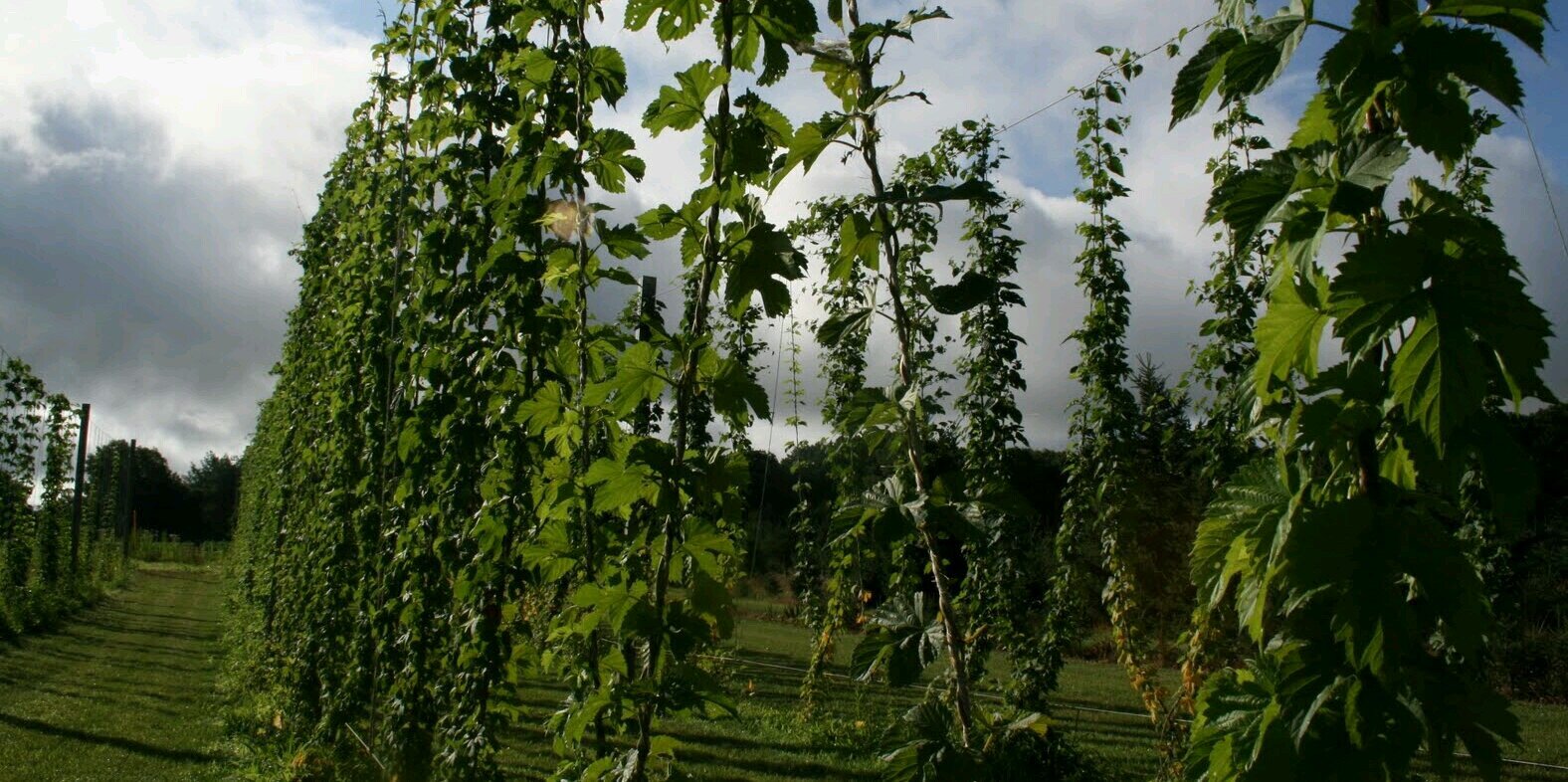 Tilted Barn Brewery banner
