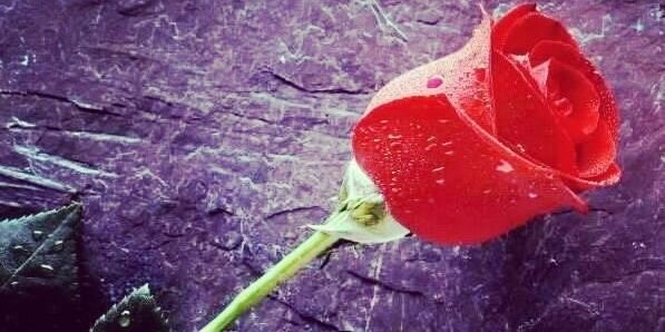 shavchanko12's profile banner image