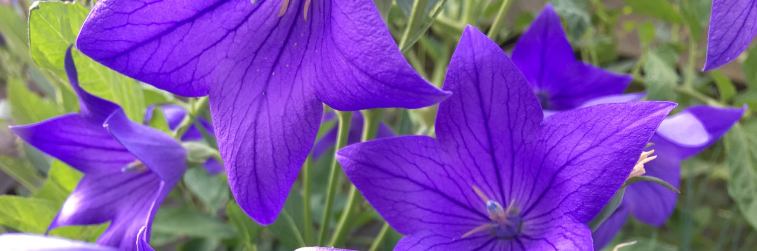Maria Meehan banner
