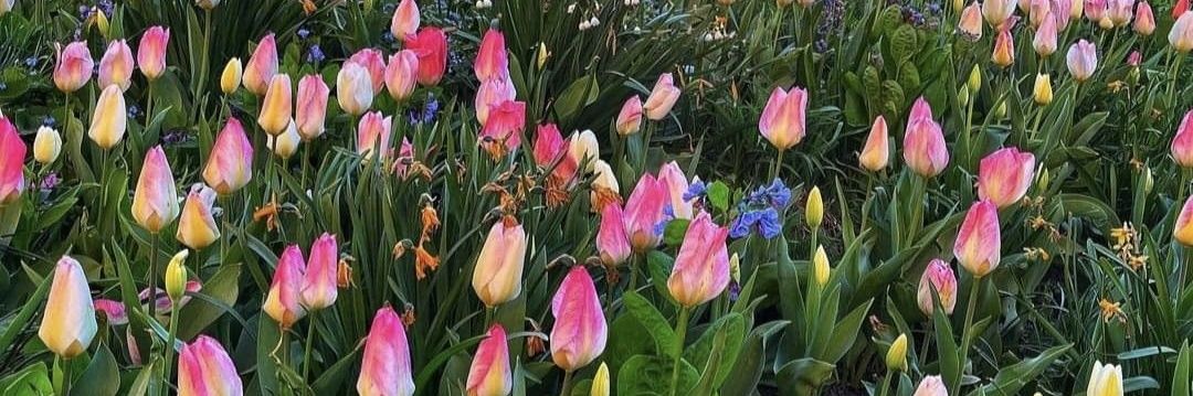 Alis Grullon🌷 banner