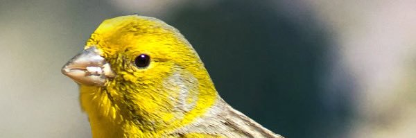 Canary banner