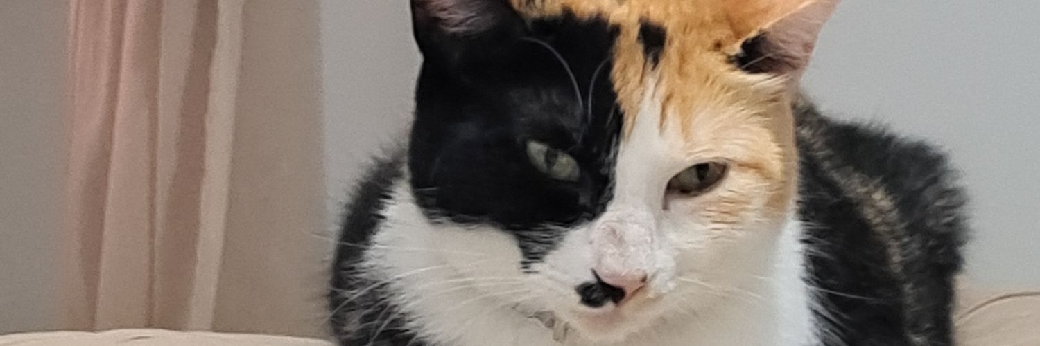 Noelrdop's profile banner image