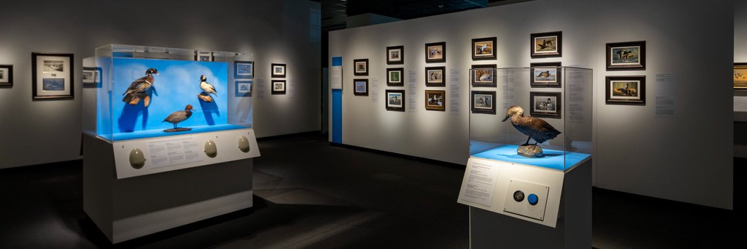 Daniel Ksepka banner