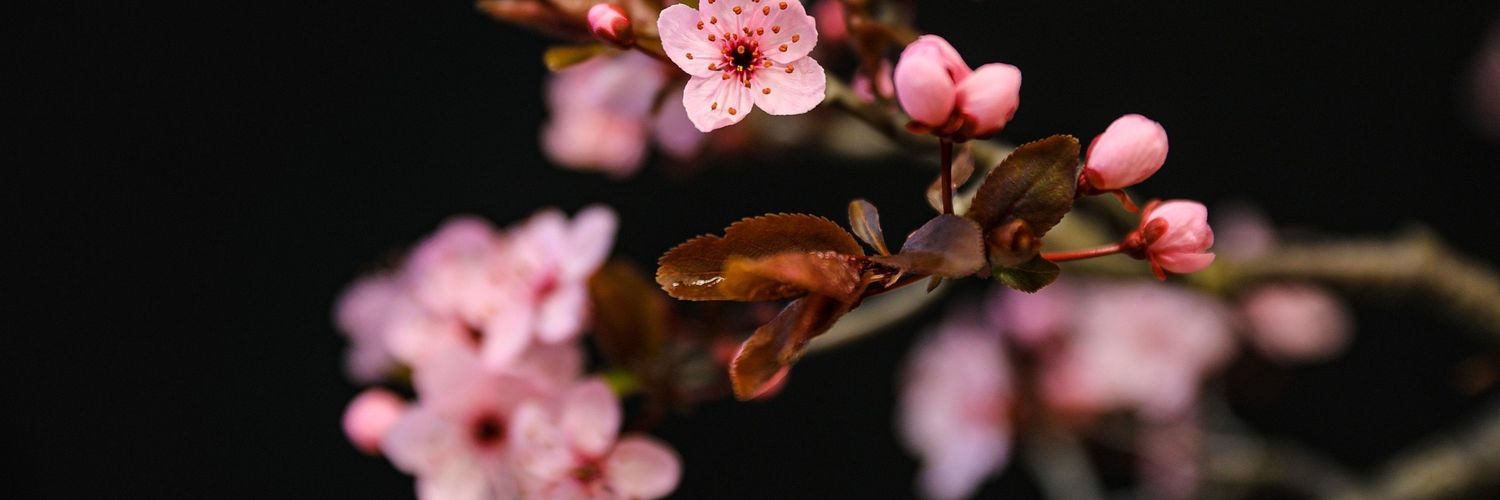 plumpaperbird @ ao3 banner