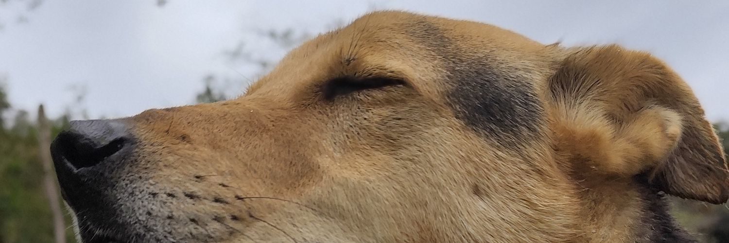 MonicaTorresTr's profile banner image