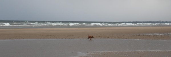 amaird Profile Banner