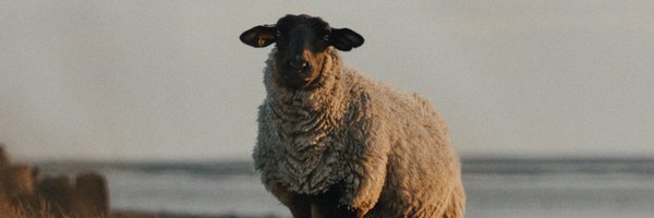 off_Satocheese Profile Banner