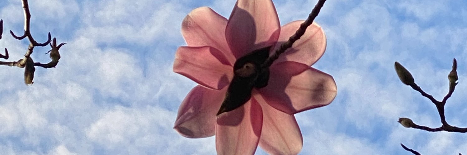 amybcleary's profile banner image