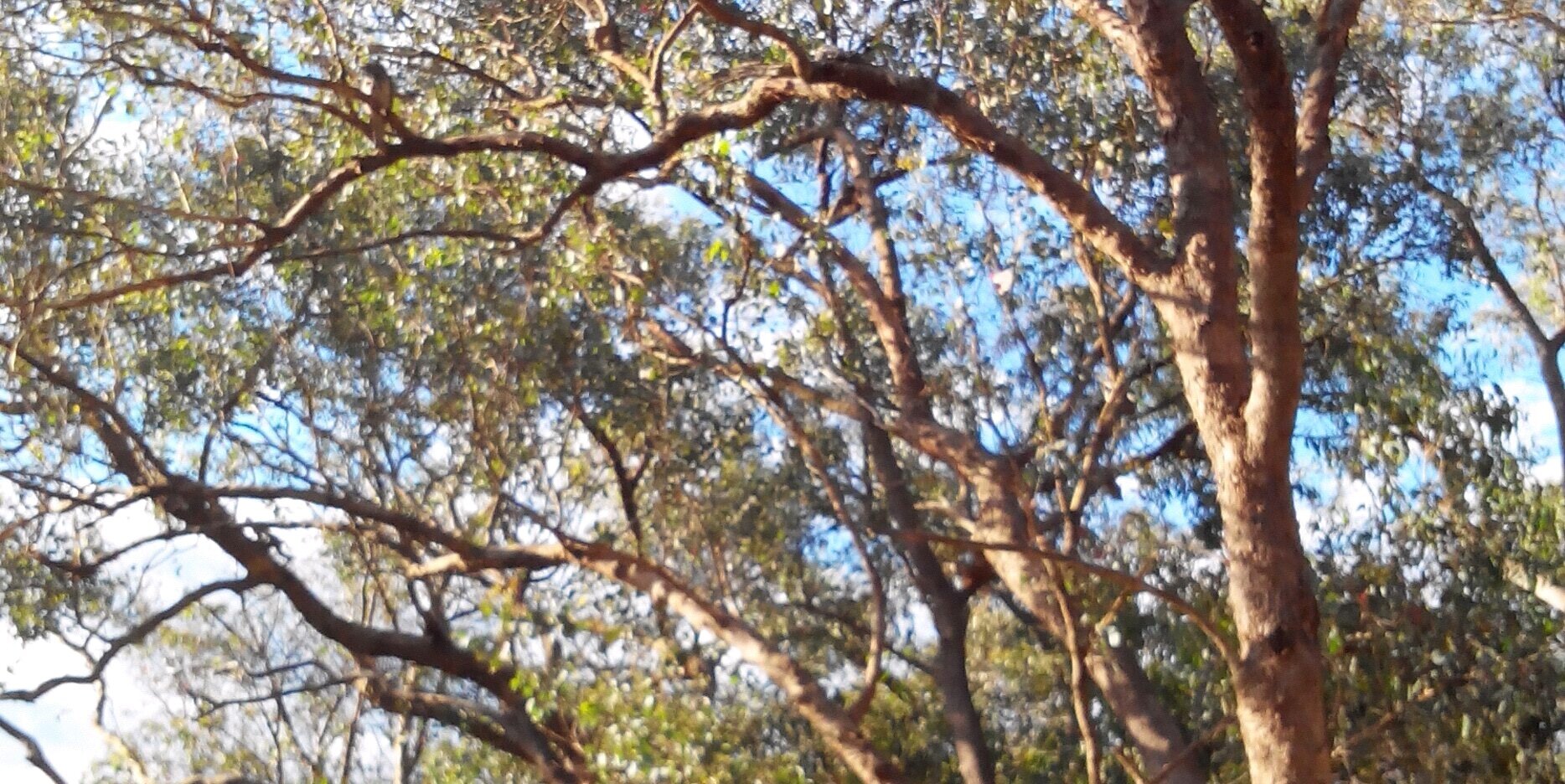 Warren McKenzie banner