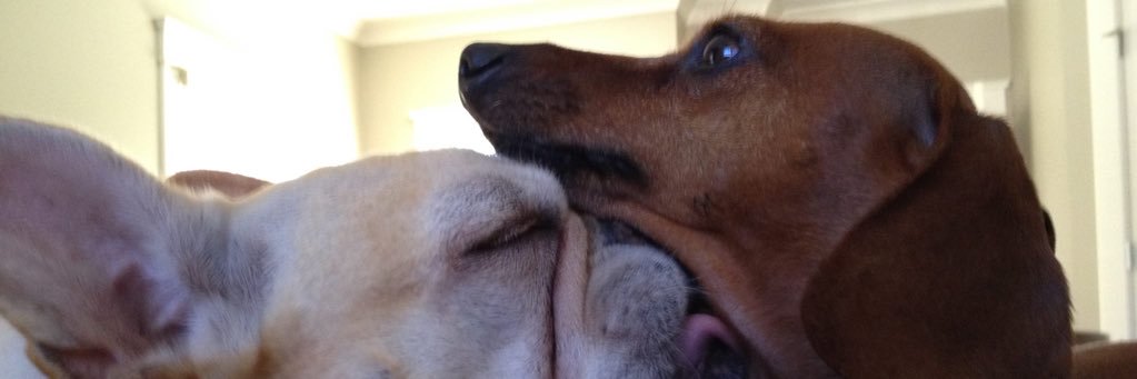 Samandcheeese's profile banner image